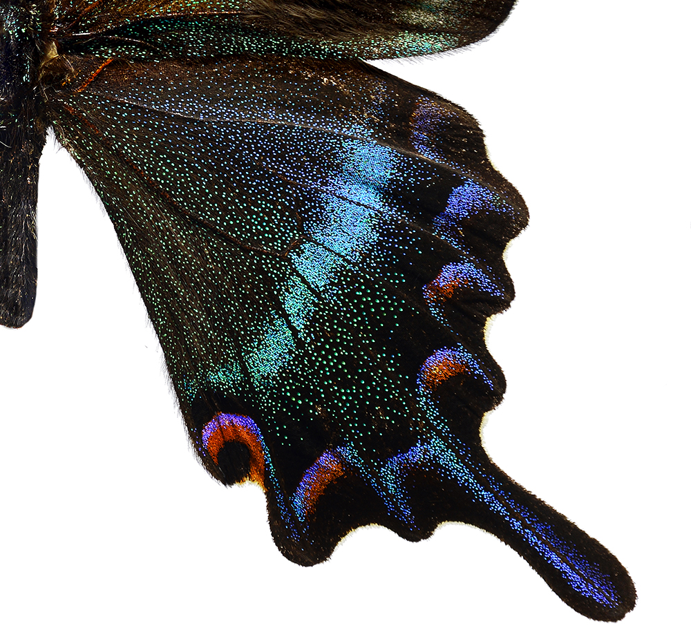 Papilio maackitutanus utsnitt