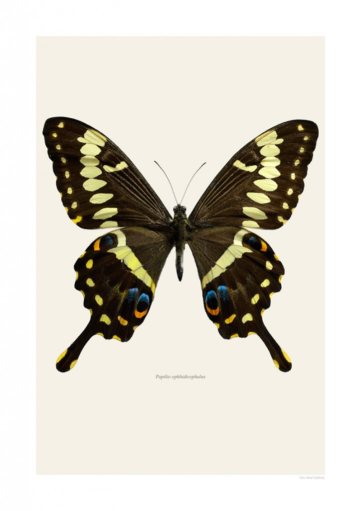 Papilio ophidicephalus | LILJEBERGS