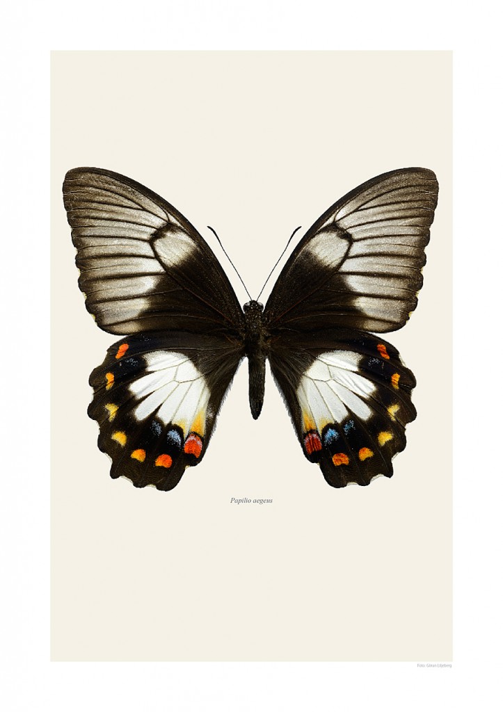 Papilio aegeus | LILJEBERGS