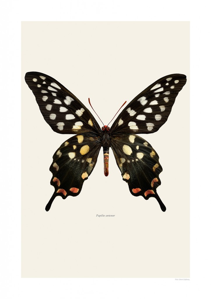 Papilio antenor | LILJEBERGS