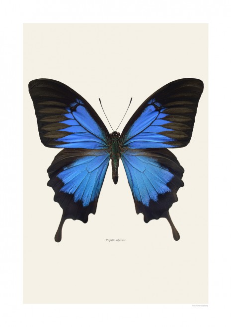 Papilio ulysses | LILJEBERGS