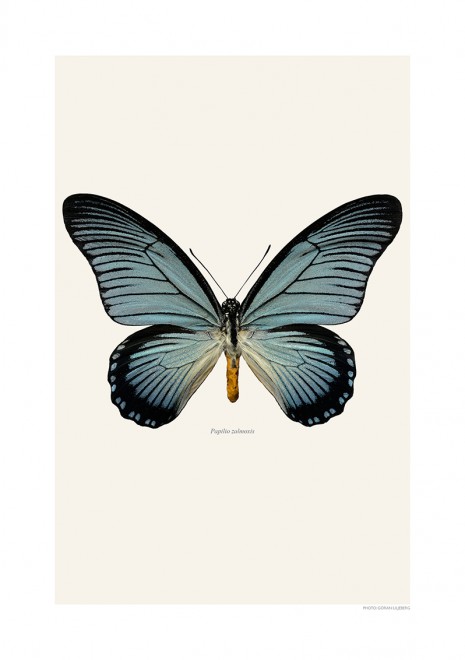 Papilio zalmoxis | LILJEBERGS