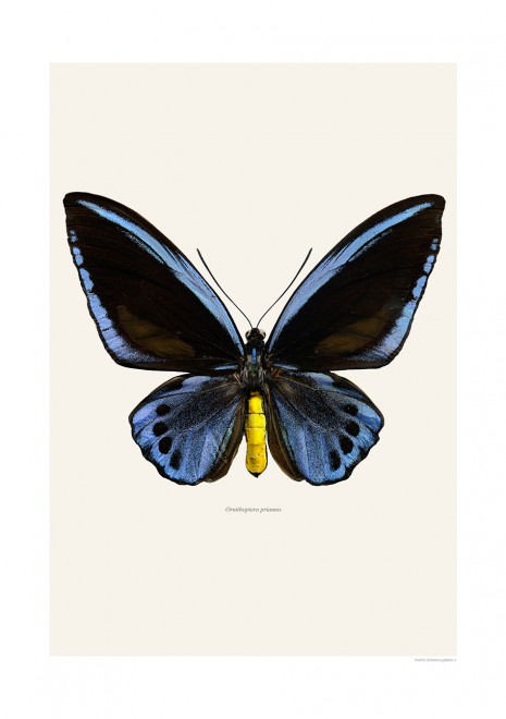 Ornithoptera priamus, blue | LILJEBERGS