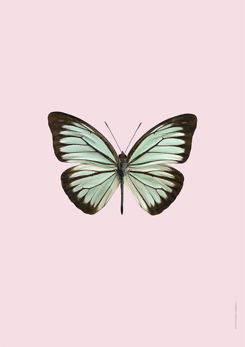 Pastel butterfly – pink | LILJEBERGS