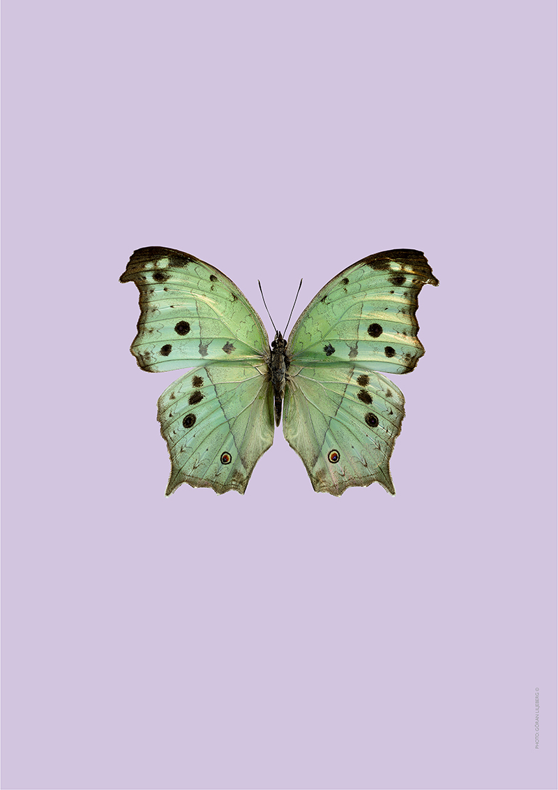 Pastel butterfly – purple | LILJEBERGS